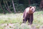 Besuchen Sie den Bärenwald in Bad Stuer