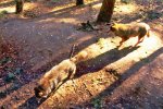 Trip nach Güstrow: Wölfe im Natur-und Umweltpark
